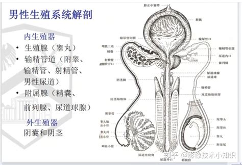 男生陰莖|男性生殖系统结构